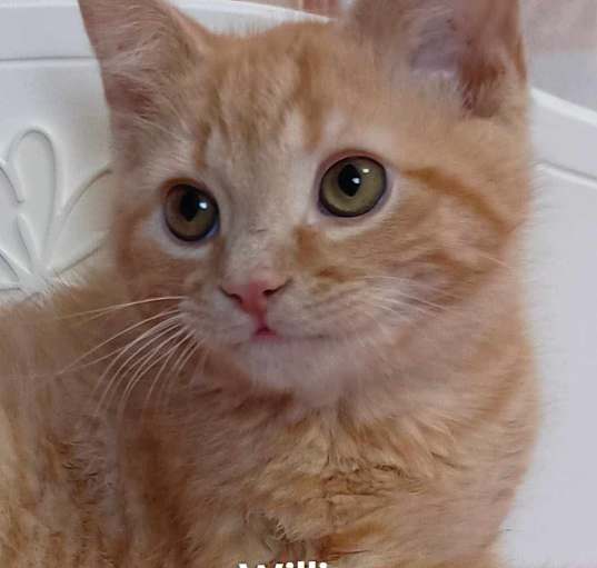 Photo of Willie
