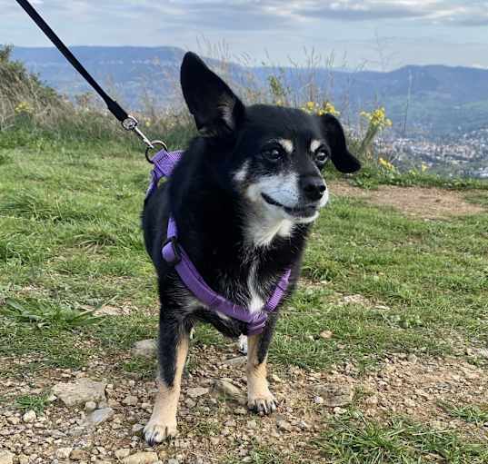 Photo of Bella