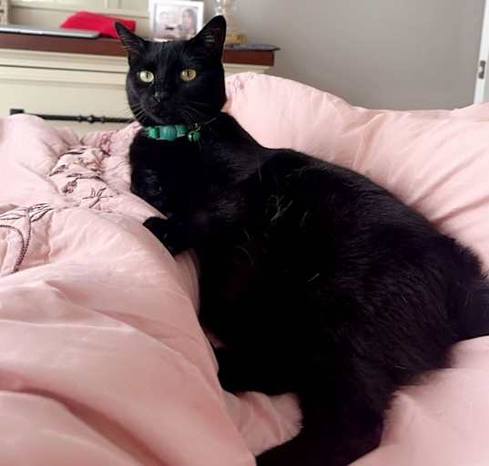 Photo of Jalapeno