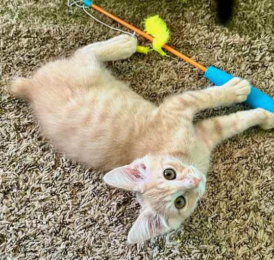 Photo of Munchkin