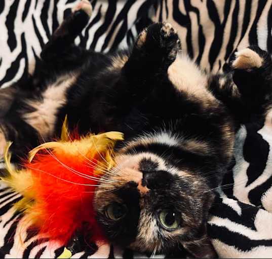 Photo of Harley