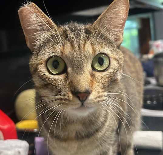 Photo of Minka