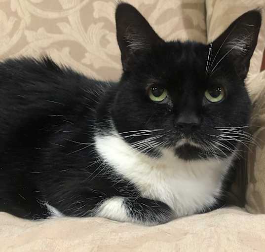 Photo of Lady