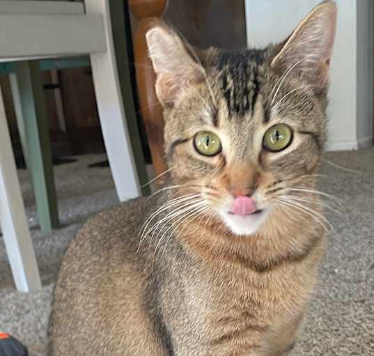 Photo of Abby