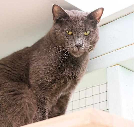 Photo of Nubbins