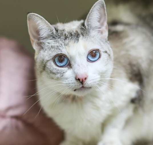 Photo of Edelweiss
