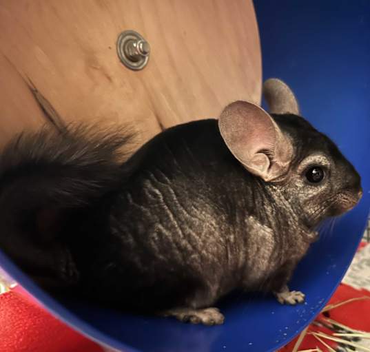 Photo of Carson