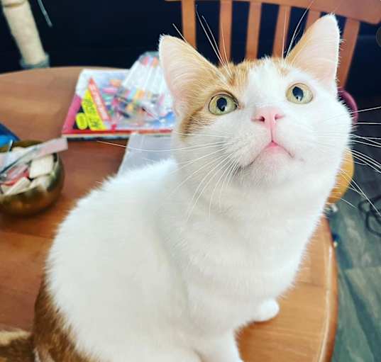 Photo of Pumpkin