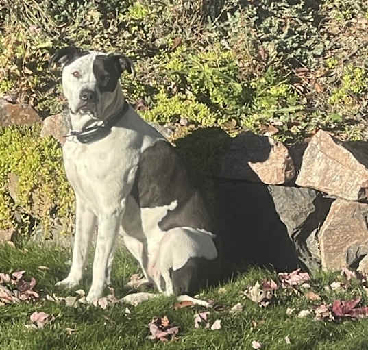 Photo of Leila