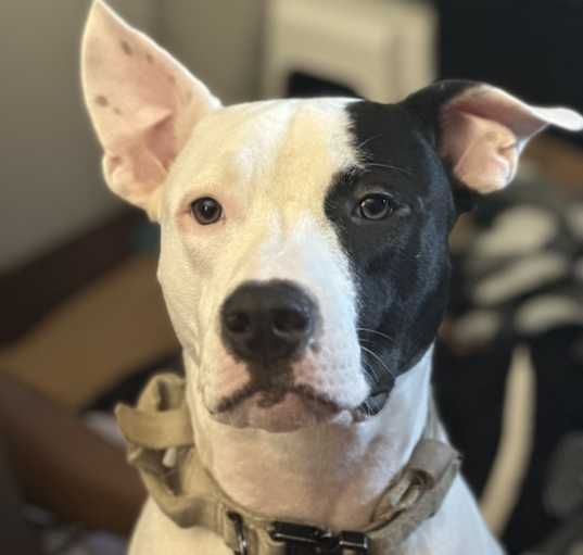 Photo of Loki