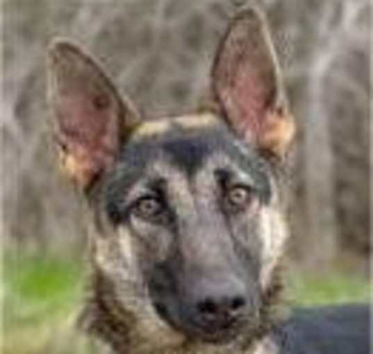 Photo of Astra