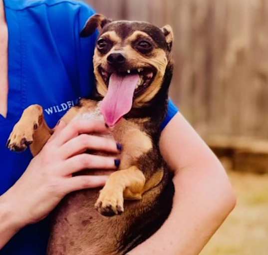 Photo of Roscoe