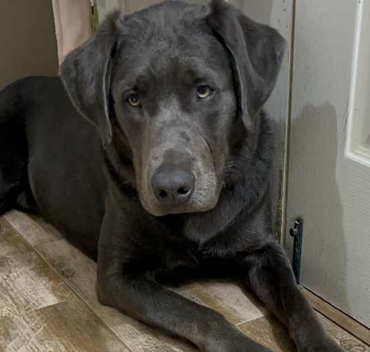 Photo of Hank