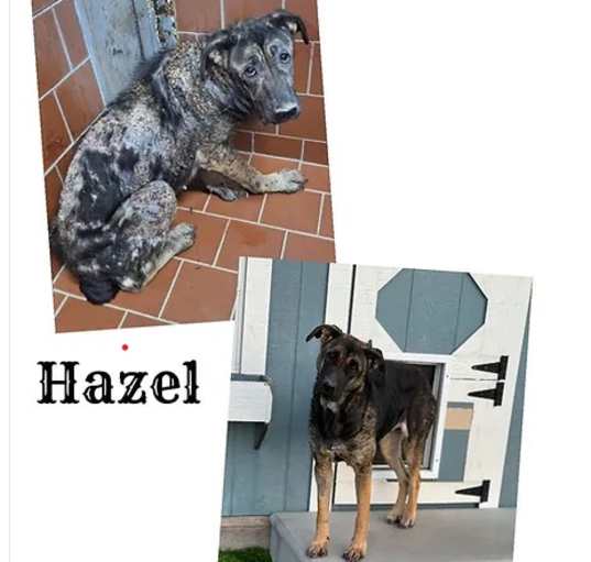 Photo of Hazel