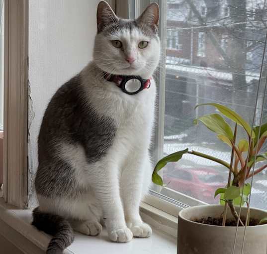 Photo of Suki