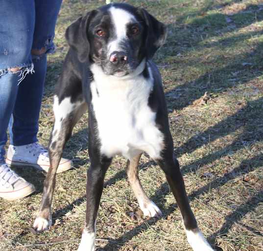 Photo of Damara aka Lucy (Spayed)