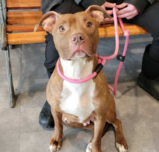 Photo of Vesper