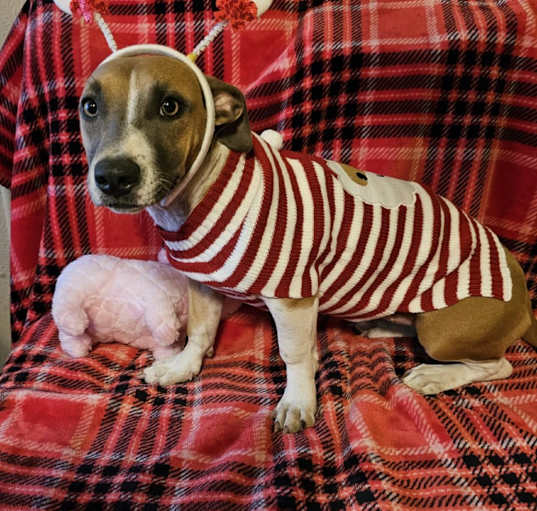 Photo of Lily
