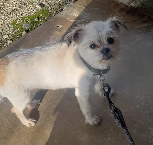 Photo of CHEWY