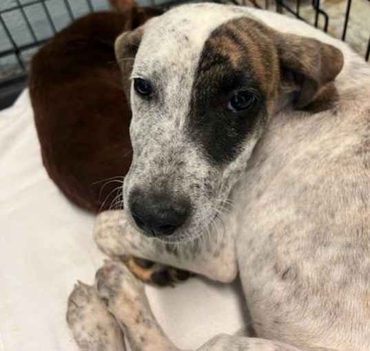 Photo of Paw Barker 2760 