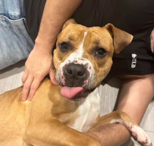 Photo of Fred (In Foster)