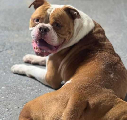 Photo of Meatball