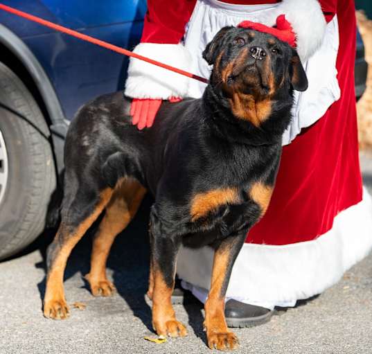 Photo of Ruby
