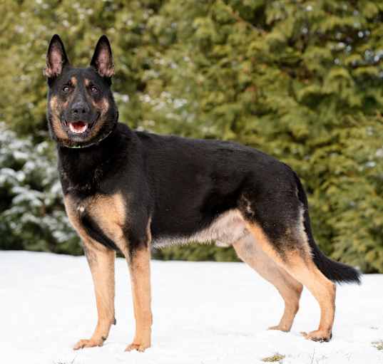 Photo of Roscoe