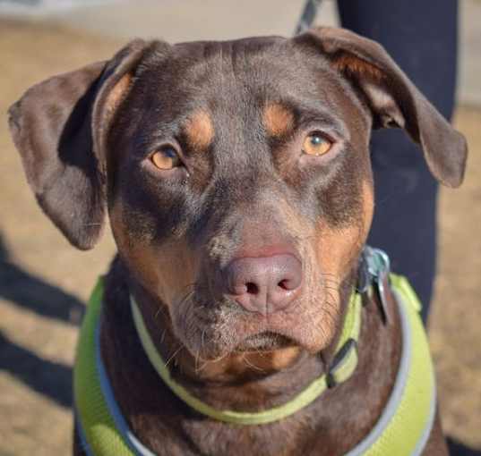 Photo of Mocha