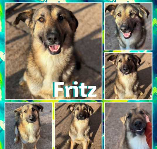 Photo of Fritz