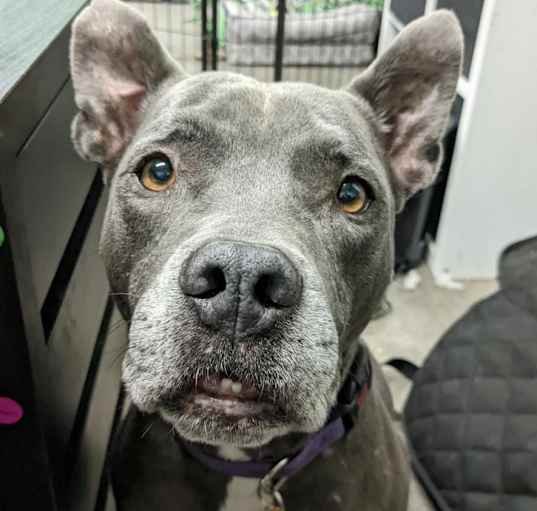 Photo of Superman