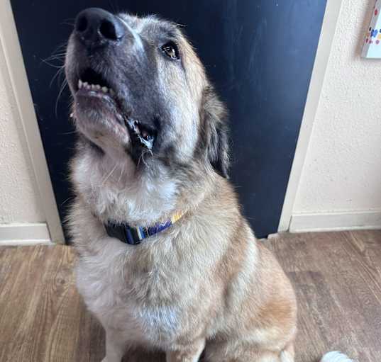 Photo of Sadie