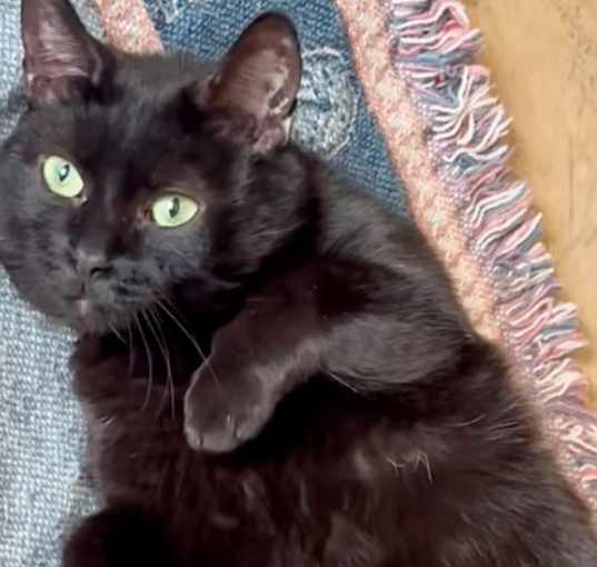 Photo of Midnight