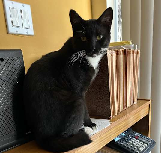 Photo of Kimchi