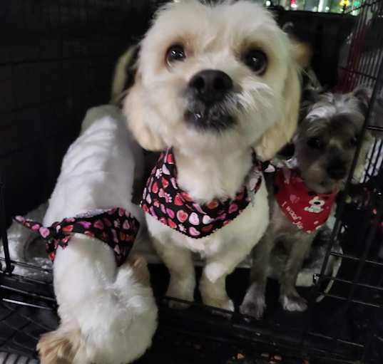 Photo of Sunny