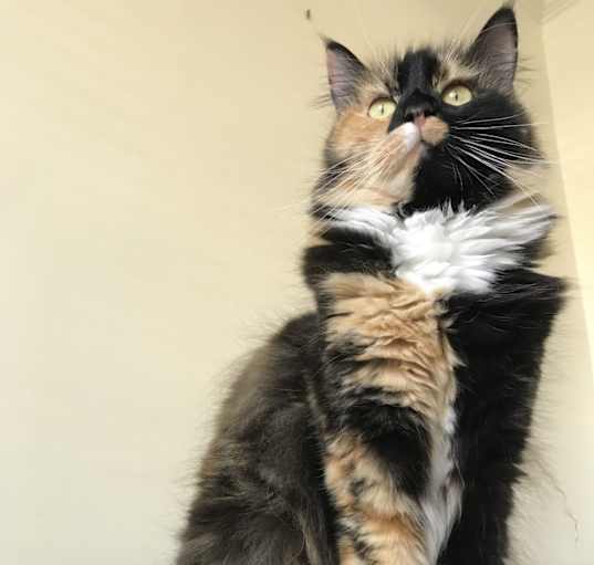 Photo of Birdie