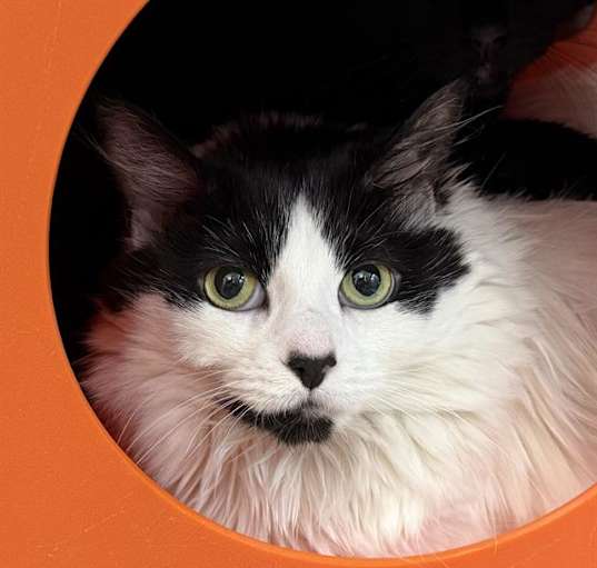 Photo of SMUDGE