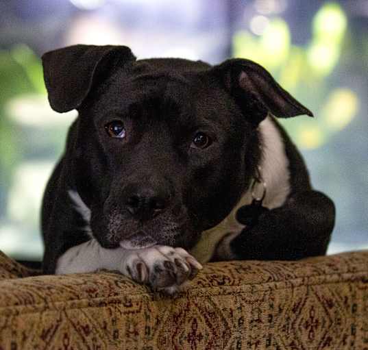 Photo of Freyja
