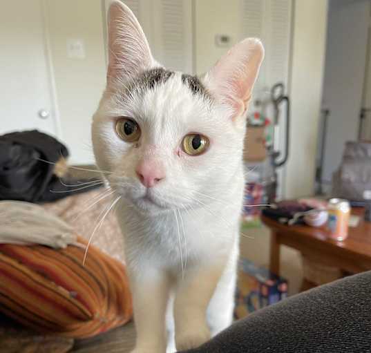 Photo of PIP