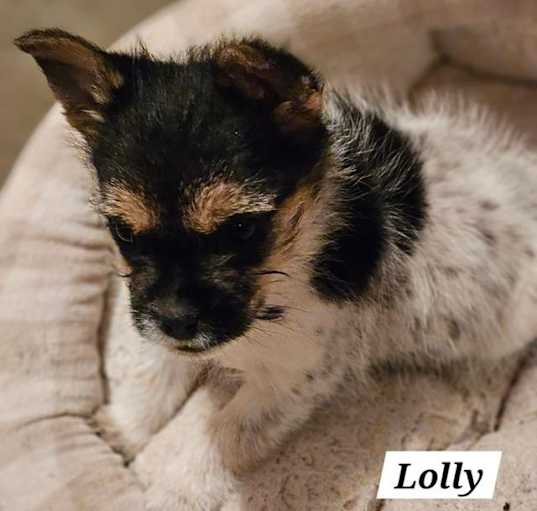 Photo of Lolly