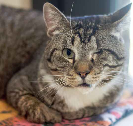Photo of Enzo