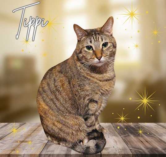 Photo of Tippi