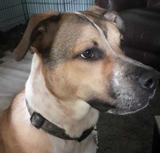 Photo of Hank