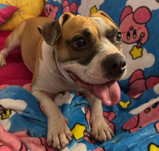 Photo of Sarge