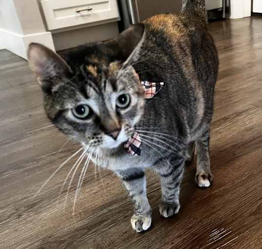 Photo of Trixie