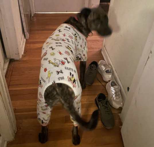 Photo of Dexter