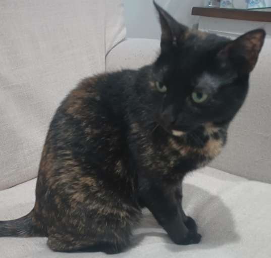 Photo of Tonks