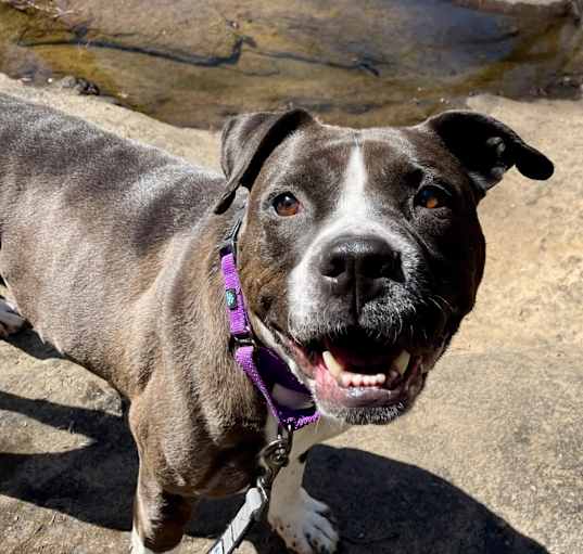 Photo of Bella