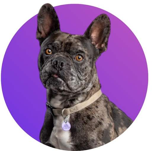 Photo of Stitch