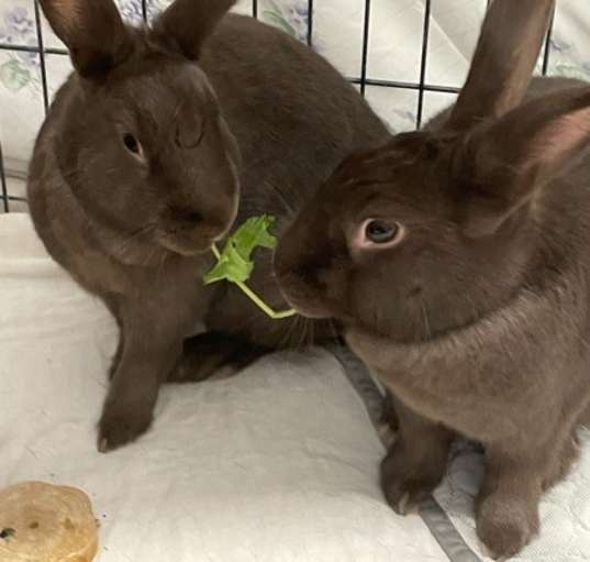 Photo of Leonardo *bonded To Denzel